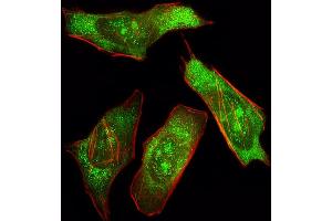 Fluorescent image of Hela cell stained with SHP2 Antibody (ABIN392907 and ABIN2842294)/SH050329B. (PTPN11 抗体)