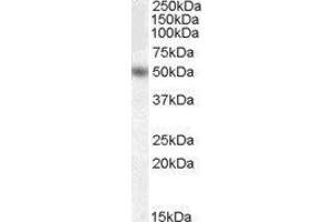 Western Blotting (WB) image for Early Growth Response 4 (EGR4) peptide (ABIN370252) (Early Growth Response 4 (EGR4) Peptide)