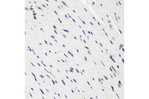 Immunohistochemistry of paraffin-embedded mouse heart using H4K20me2 antibody.