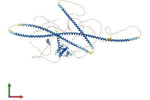 AlphaFold protein structure predicition of Human Recombinant SPECC1 Protein, UniprotID Q5M775