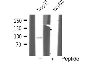 Western blot analysis on HepG2 cell lysate using EFNA4 Antibody (EFNA4 抗体  (Internal Region))