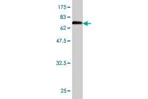 Western Blotting (WB) image for anti-Enolase 1 (ENO1) (AA 1-434) antibody (ABIN560741)