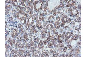 Image no. 1 for anti-Crystallin, Zeta, Homolog antibody (ABIN1497654) (CRYZL1 抗体)