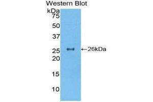 Western Blotting (WB) image for anti-Torsin Family 2, Member A (TOR2A) (AA 125-313) antibody (ABIN1860837) (TOR2A 抗体  (AA 125-313))