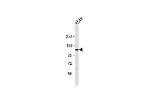 Anti-ECT2L Antibody (C-term) at 1:1000 dilution + A549 whole cell lysate Lysates/proteins at 20 μg per lane. (ECT2L 抗体  (C-Term))