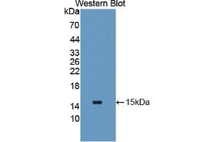 Western blot analysis of the recombinant protein. (SLC2A14 抗体  (AA 1-105))