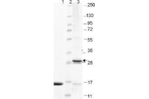 IL-17F Human Recombinant Protein - SDS-PAGE. (IL17F 蛋白)