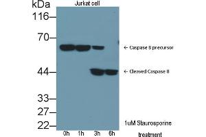 Detection of CASP8 in lysates of Jurkat cell line using Polyclonal Antibody to Caspase 8 (CASP8) (Caspase 8 抗体  (AA 7-201))