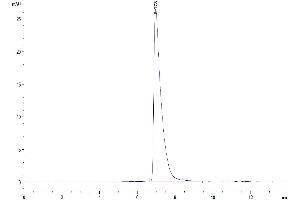 Size-exclusion chromatography-High Pressure Liquid Chromatography (SEC-HPLC) image for Activated Leukocyte Cell Adhesion Molecule (ALCAM) (AA 28-527) protein (His tag) (ABIN7273819)