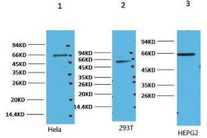 Western Blot (WB) analysis of 1) HeLa, 2) 293T, 3) HepG, diluted at 1:2000. (NF-kB p65 抗体)