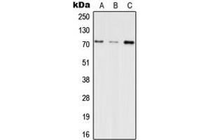 Western blot analysis of INPP5E expression in HEK293T (A), SP2/0 (B), H9C2 (C) whole cell lysates.