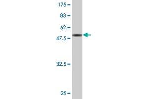 Western Blotting (WB) image for anti-Origin Recognition Complex, Subunit 6 (ORC6) (AA 1-252) antibody (ABIN525291)