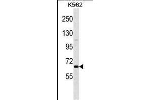 POU2F1 Antibody (N-term) (ABIN1538858 and ABIN2849811) western blot analysis in K562 cell line lysates (35 μg/lane). (POU2F1 抗体  (N-Term))