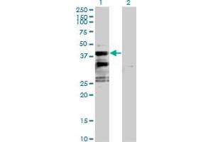 Western Blot analysis of SFXN2 expression in transfected 293T cell line by SFXN2 MaxPab polyclonal antibody.