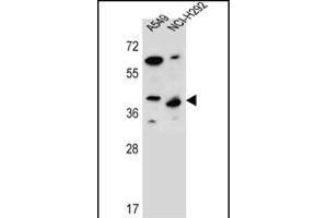 LRRC67 Antibody (C-term) (ABIN656389 and ABIN2845683) western blot analysis in A549,NCI- cell line lysates (35 μg/lane). (PPP1R42 抗体  (C-Term))
