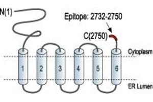 Representative domain view of the target of ABIN7885094.