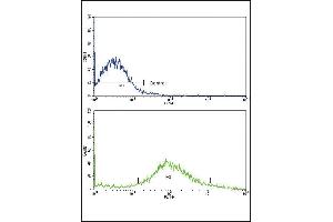 Flow cytometric analysis of NCI- cells using FZD1 Antibody (Center)(bottom histogram) compared to a negative control cell (top histogram). (FZD1 抗体  (AA 367-396))