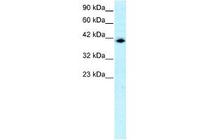 WB Suggested Anti-ISGF3G Antibody Titration: 0. (IRF9 抗体  (N-Term))