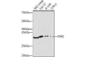 Western blot analysis of extracts of various cell lines, using OSR1 Rabbit pAb (ABIN7269080) at 1:1000 dilution. (OSR1 抗体)