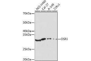 Western blot analysis of extracts of various cell lines, using OSR1 Rabbit pAb (ABIN7269080) at 1:1000 dilution.