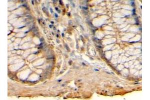 ABIN185462 (4µg/ml) staining of paraffin embedded Human Colon. (HRH1 抗体  (C-Term))