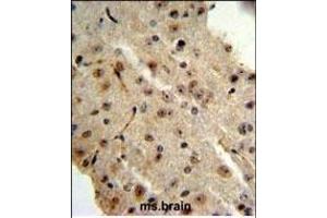 TRIB2 Antibody (N-term) (ABIN652876 and ABIN2842567) IHC analysis in formalin fixed and paraffin embedded mouse brain followed by peroxidase conjugation of the secondary antibody and DAB staining. (TRIB2 抗体  (N-Term))