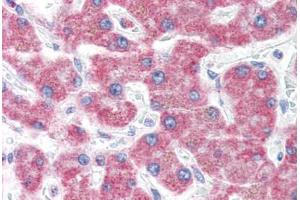 Human Liver (formalin-fixed, paraffin-embedded) stained with KIAA0152 antibody ABIN351427 at 5 ug/ml followed by biotinylated goat anti-rabbit IgG secondary antibody ABIN481713, alkaline phosphatase-streptavidin and chromogen. (Malectin 抗体  (N-Term))