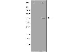 Western blot analysis of HEK293 cell lysate, using GARS Antibody. (GARS 抗体  (C-Term))