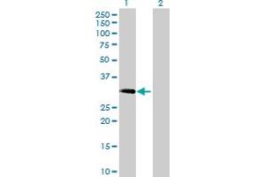 Western Blot analysis of MAST4 expression in transfected 293T cell line by MAST4 MaxPab polyclonal antibody. (MAST4 抗体  (AA 1-250))