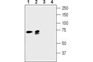 Western blot analysis of rat brain lysate (lanes 1 and 3) and mouse brain lysate (lanes 2 and 4): - 1,2. (KCNN2 抗体  (C-Term, Intracellular))