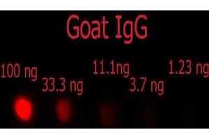Dot Blot (DB) image for Donkey anti-Goat IgG (Heavy & Light Chain) antibody (PE) - Preadsorbed (ABIN2669879)