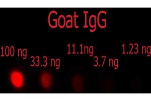 Dot Blot of F(ab')2 Donkey anti-Goat IgG Phycoerythrin Conjugated Min X Ch, GP, Ham, Hs, Hu, Ms, Rb, & Rt serum proteins antibody.