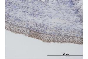 Immunoperoxidase of purified MaxPab antibody to SFRS5 on formalin-fixed paraffin-embedded human ovary. (SRSF5 抗体  (AA 1-272))