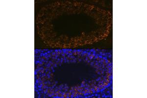 Immunofluorescence analysis of mouse testis using PIWIL1 Rabbit mAb (ABIN7269381) at dilution of 1:100 (40x lens). (PIWIL1 抗体)