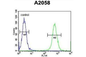CCDC148 Antibody (Center) flow cytometric analysis of A2058 cells (right histogram) compared to a negative control cell (left histogram). (CCDC148 抗体  (Middle Region))