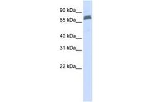 Image no. 1 for anti-Tripartite Motif Containing 45 (TRIM45) (AA 36-85) antibody (ABIN6740817)