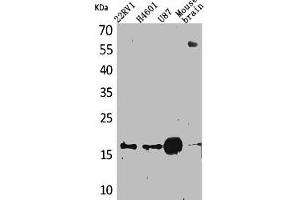 Western Blot analysis of 22RV-1 H460 U87 mouse brain cells using Apelin Polyclonal Antibody (Apelin 抗体  (C-Term))