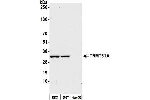 anti-tRNA Methyltransferase 61 Homolog A (TRMT61A) (AA 239-289) antibody