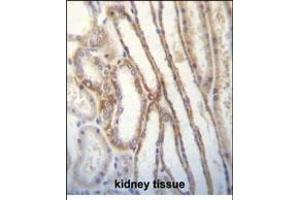 MYO3B Antibody (C-term) (ABIN656191 and ABIN2845517) immunohistochemistry analysis in formalin fixed and paraffin embedded human kidney tissue followed by peroxidase conjugation of the secondary antibody and DAB staining. (MYO3B 抗体  (C-Term))