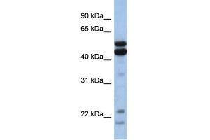 WB Suggested Anti-NFIL3 Antibody Titration: 0. (NFIL3 抗体  (Middle Region))