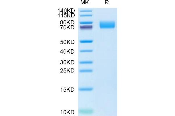 PDGFRA Protein (AA 24-524) (His tag)