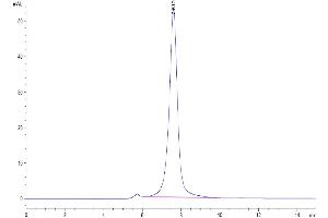 Size-exclusion chromatography-High Pressure Liquid Chromatography (SEC-HPLC) image for C-Type Lectin Domain Family 12, Member A (CLEC12A) (AA 65-265) protein (Fc-Avi Tag,Biotin) (ABIN7274359)