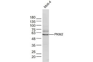 Molt-4 lysates probed with PKM2 Polyclonal Antibody, Unconjugated  at 1:300 dilution and 4˚C overnight incubation. (PKM2 抗体  (AA 51-150))