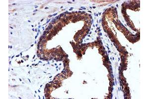 Image no. 1 for anti-NADH Dehydrogenase (Ubiquinone) Complex I, Assembly Factor 7 (NDUFAF7) antibody (ABIN1499667) (NDUFAF7 抗体)