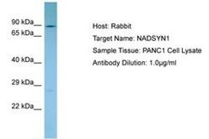 Image no. 1 for anti-NAD Synthetase 1 (NADSYN1) (C-Term) antibody (ABIN6750122) (NADSYN1 抗体  (C-Term))