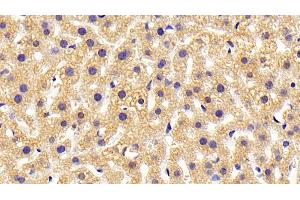 Detection of HRH4 in Mouse Liver Tissue using Polyclonal Antibody to Histamine Receptor H4 (HRH4) (HRH4 抗体)
