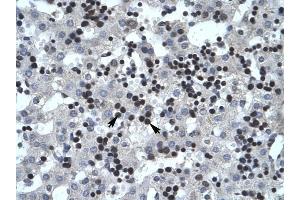 SMARCB1 antibody was used for immunohistochemistry at a concentration of 4-8 ug/ml to stain Liver cells (arrows) in Human Liver. (SMARCB1 抗体  (N-Term))