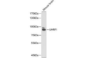 Western blot analysis of extracts of mouse brain, using UHRF1 antibody (ABIN6130753, ABIN6149909, ABIN6149910 and ABIN6216275) at 1:1000 dilution. (UHRF1 抗体  (AA 139-298))
