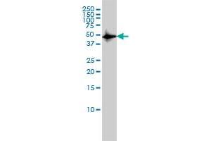 CSK monoclonal antibody (M01), clone 3A3 Western Blot analysis of CSK expression in HL-60 . (CSK 抗体  (AA 1-100))
