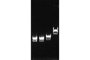 Polymerase Chain Reaction (PCR) image for T4 SSB (Active) protein (ABIN2452207) (T4 SSB (Active) 蛋白)